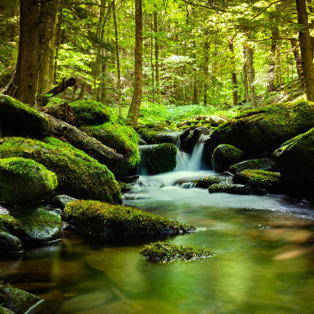 Oak Moss Fragrance Oil Canwax Candle & Soap Supplies