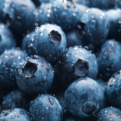 Fragrance, Blueberry (Yankee Type)