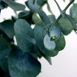 Fragrance, Eucalyptus (Yankee Type)