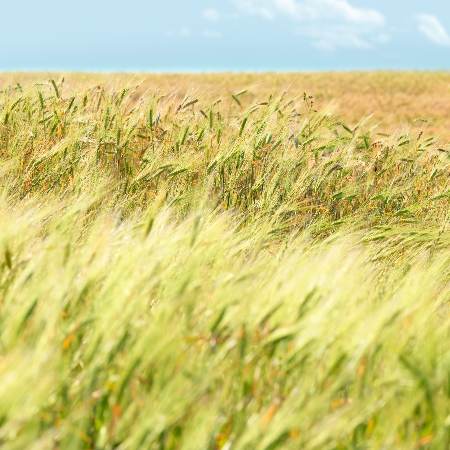 Spring Breeze Fragrance Oil - Canwax Candle & Soap Supplies