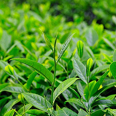 Essential Oil, Tea Tree Australian AAA