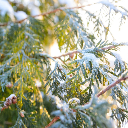 Fragrance, Hinoki & Cypress