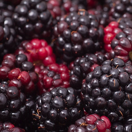 Fragrance, Blackberry