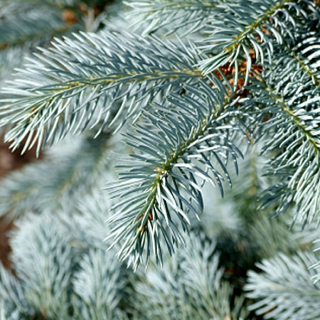 Fragrance, Blue Spruce