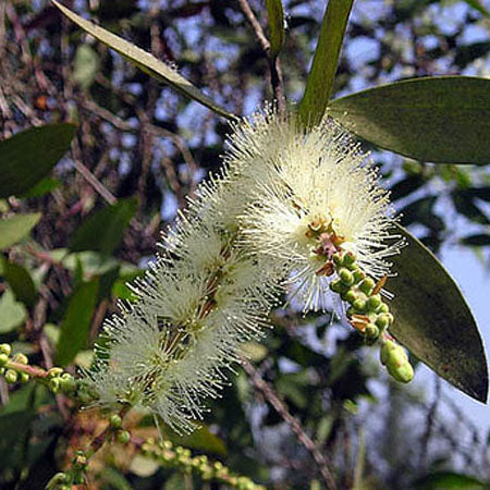 Essential Oil, Cajeput