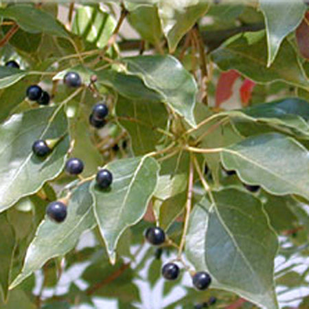 Essential Oil, Camphor