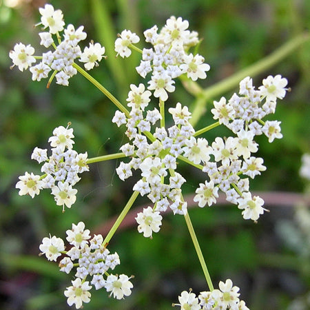 Essential Oil, Caraway