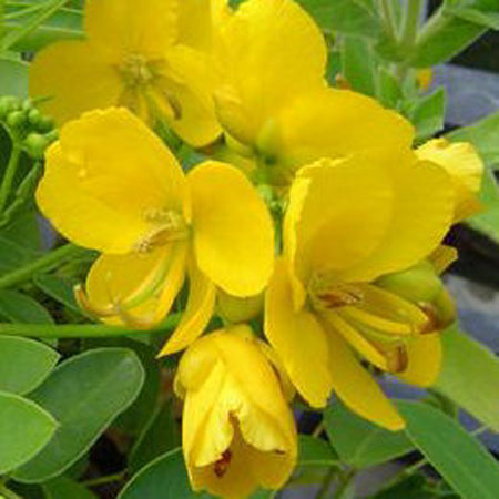 Essential Oil, Cassia