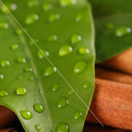 Essential Oil, Cinnamon Leaf