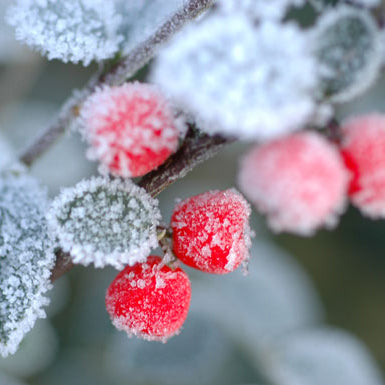 Fragrance, Frosted Winter Berry