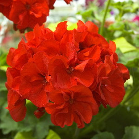 Essential Oil, Geranium Egyptian