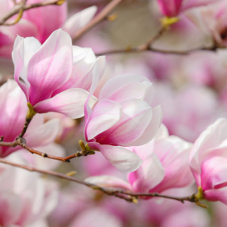 Fragrance, Japanese Cherry Blossom BBW