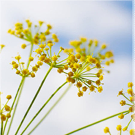 Essential Oil, Fennel Sweet