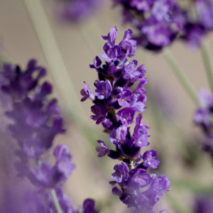 Floral Water, Lavender