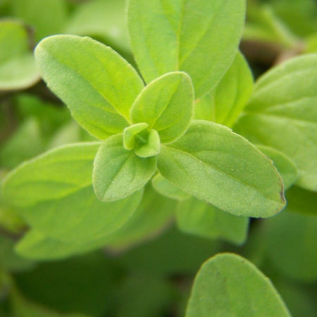 Essential Oil, Marjoram Sweet