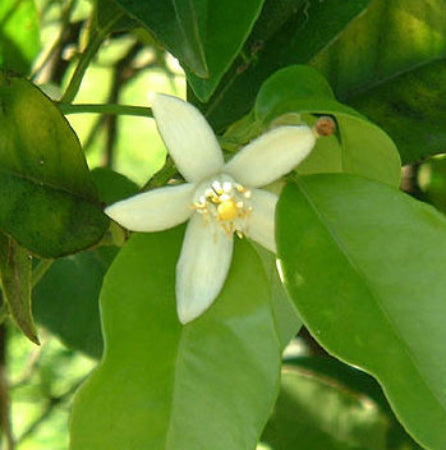 Floral Water, Neroli