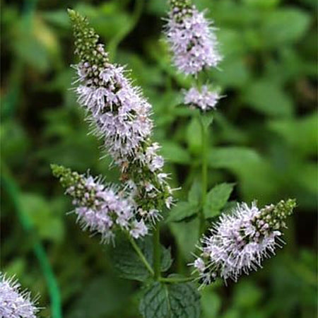 Essential Oil, Peppermint Japanese