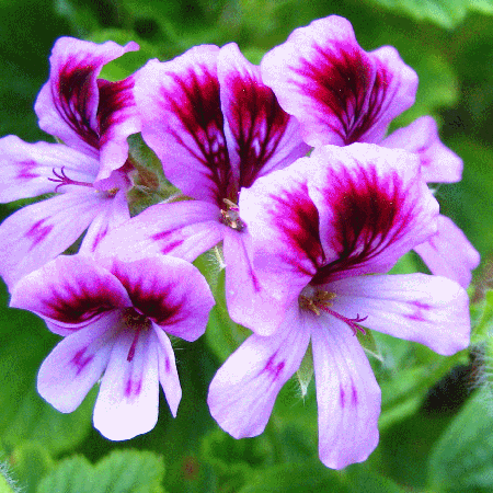 Essential Oil, Rose Geranium South African