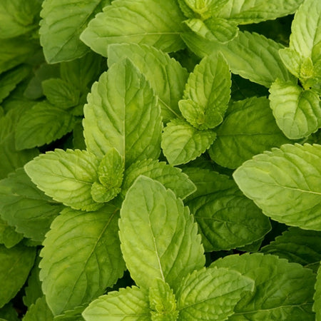 Essential Oil, Spearmint 65% (India)