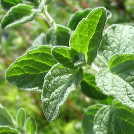 Essential Oil, Oregano (Origanum)