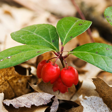 Essential Oil, Wintergreen